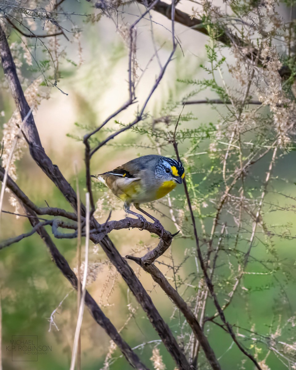 Striated Pardalote - ML619643687