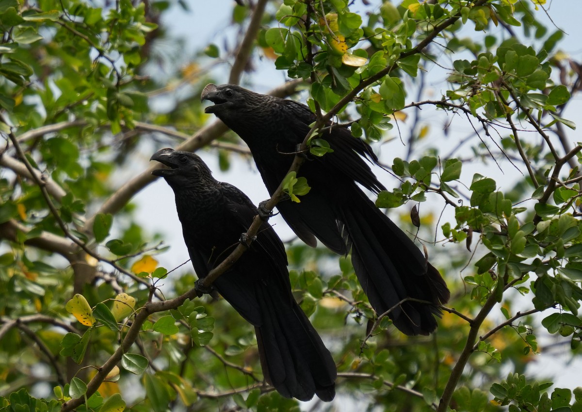 Smooth-billed Ani - Romain Demarly