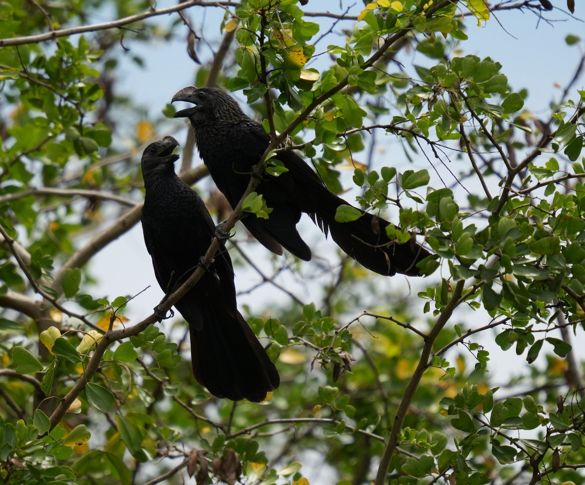 Smooth-billed Ani - Romain Demarly