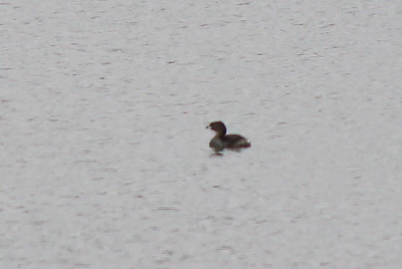 Pied-billed Grebe - Eric Gai