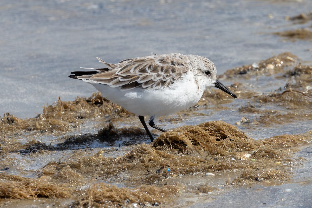 Bécasseau sanderling - ML619643712