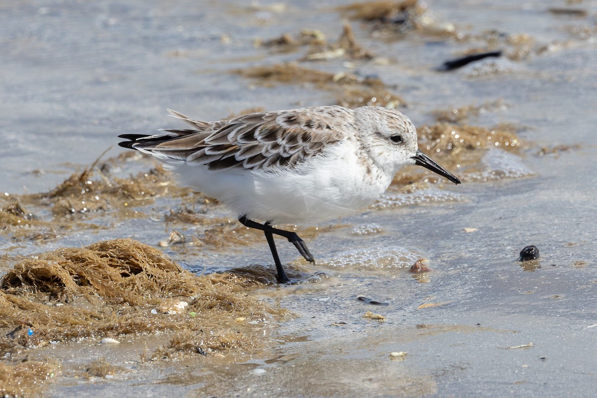 Bécasseau sanderling - ML619643713