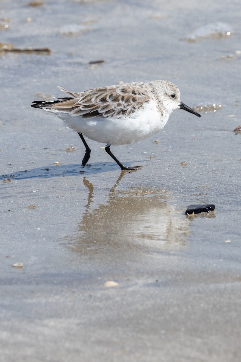 Sanderling - Mason Flint