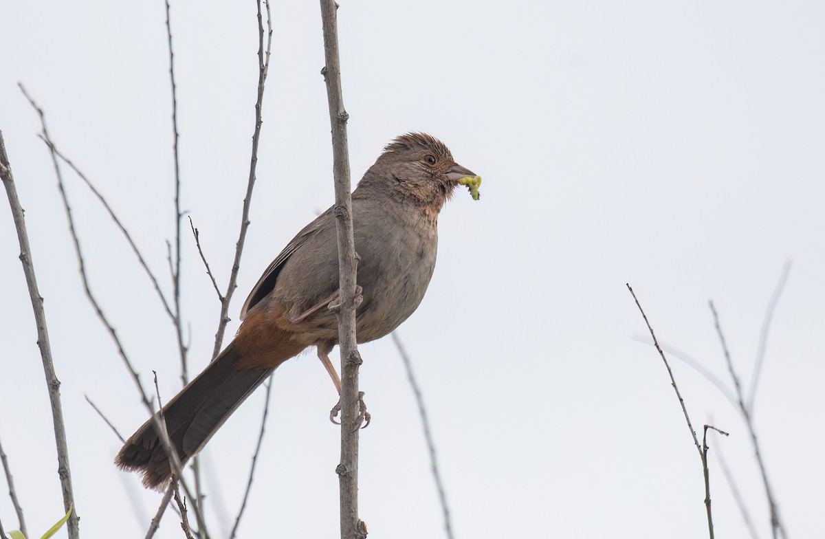 California Towhee - ML619643719