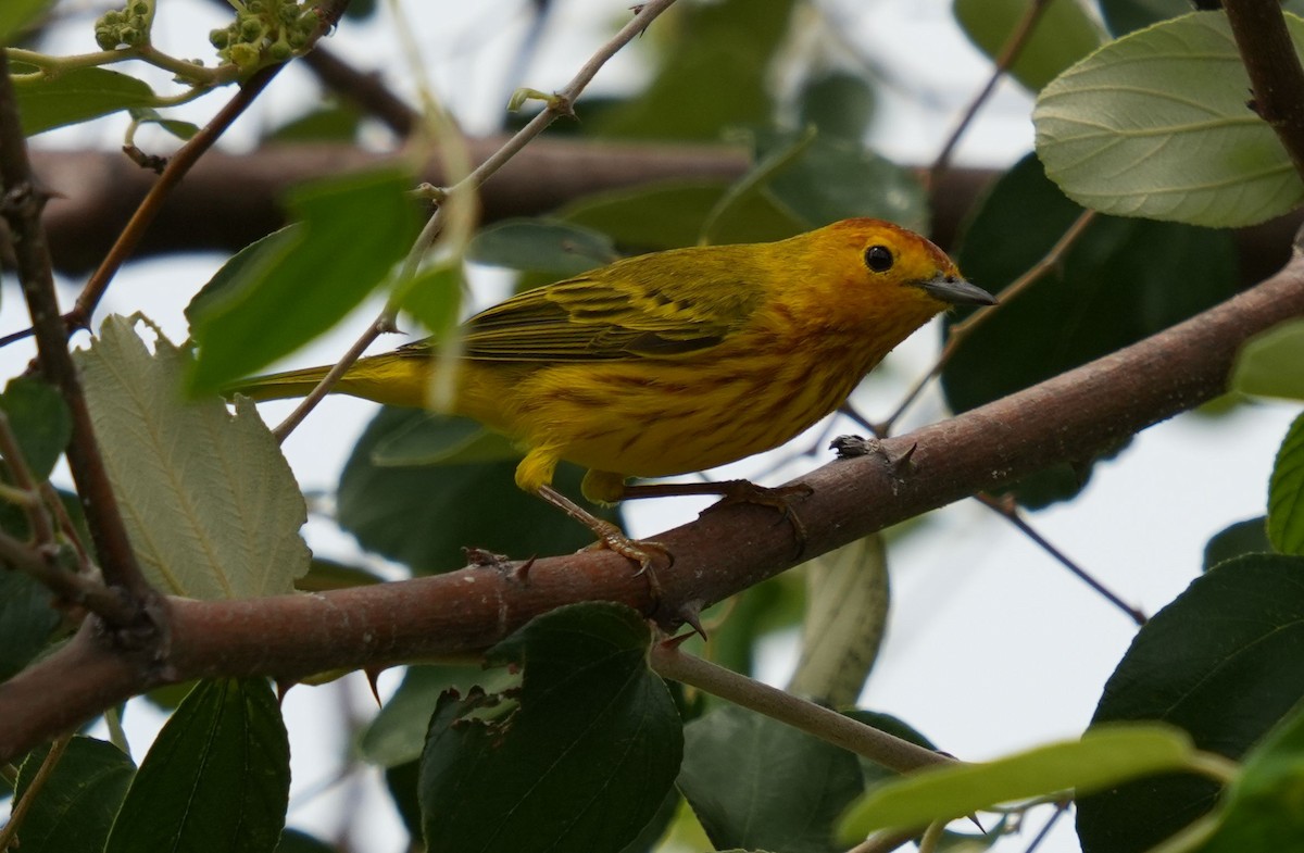 Yellow Warbler - Romain Demarly