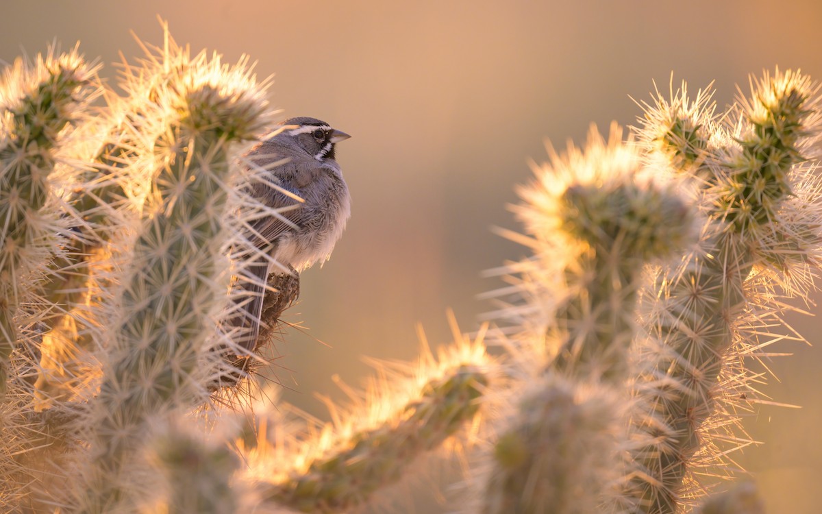 Black-throated Sparrow - Sean Crockett