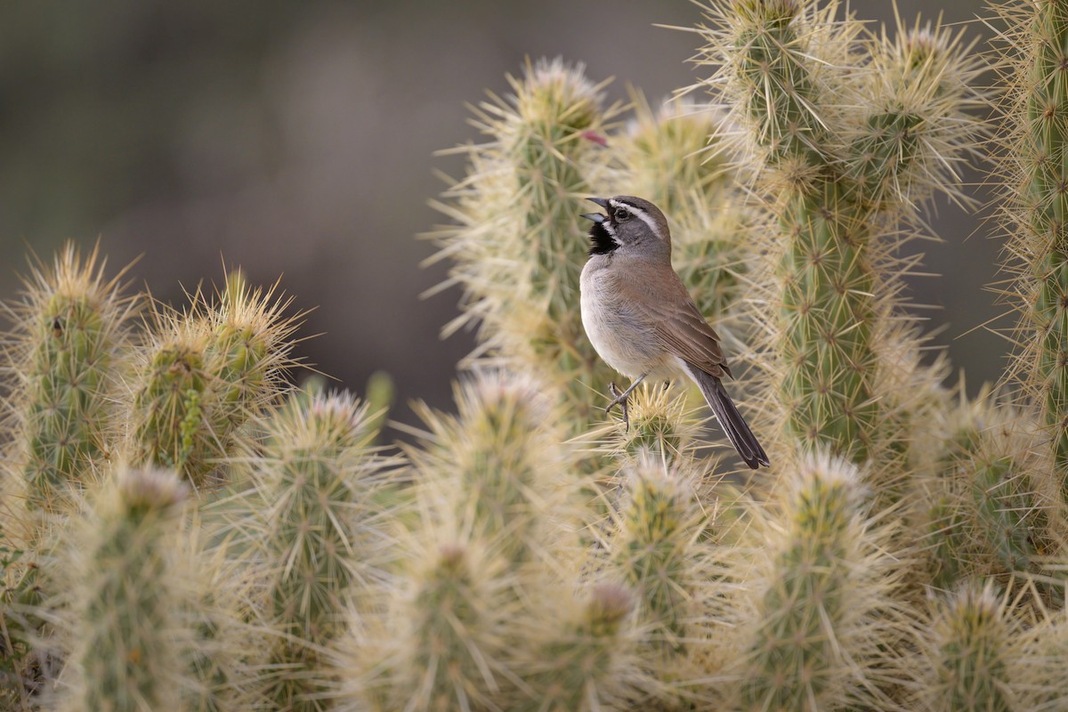 Black-throated Sparrow - Sean Crockett