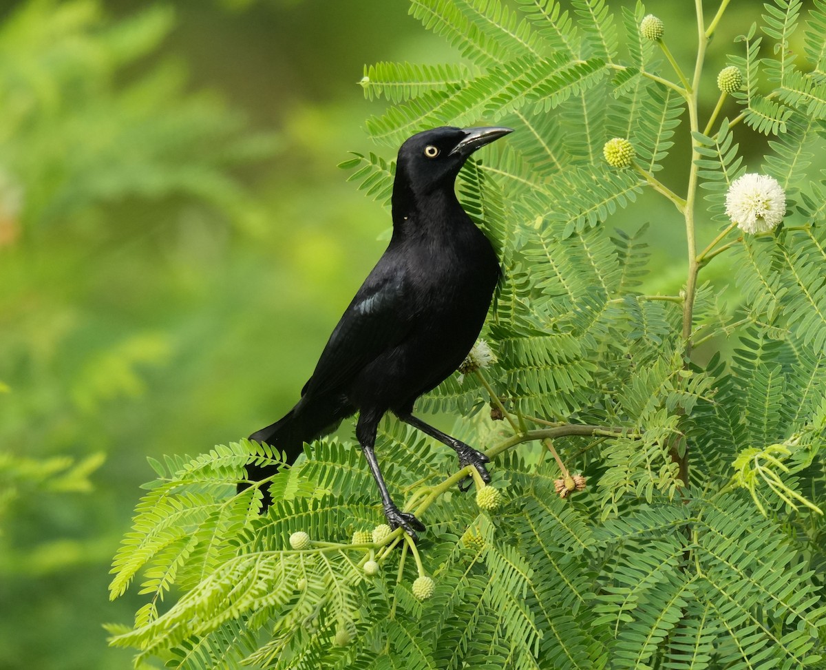 Carib Grackle - Romain Demarly