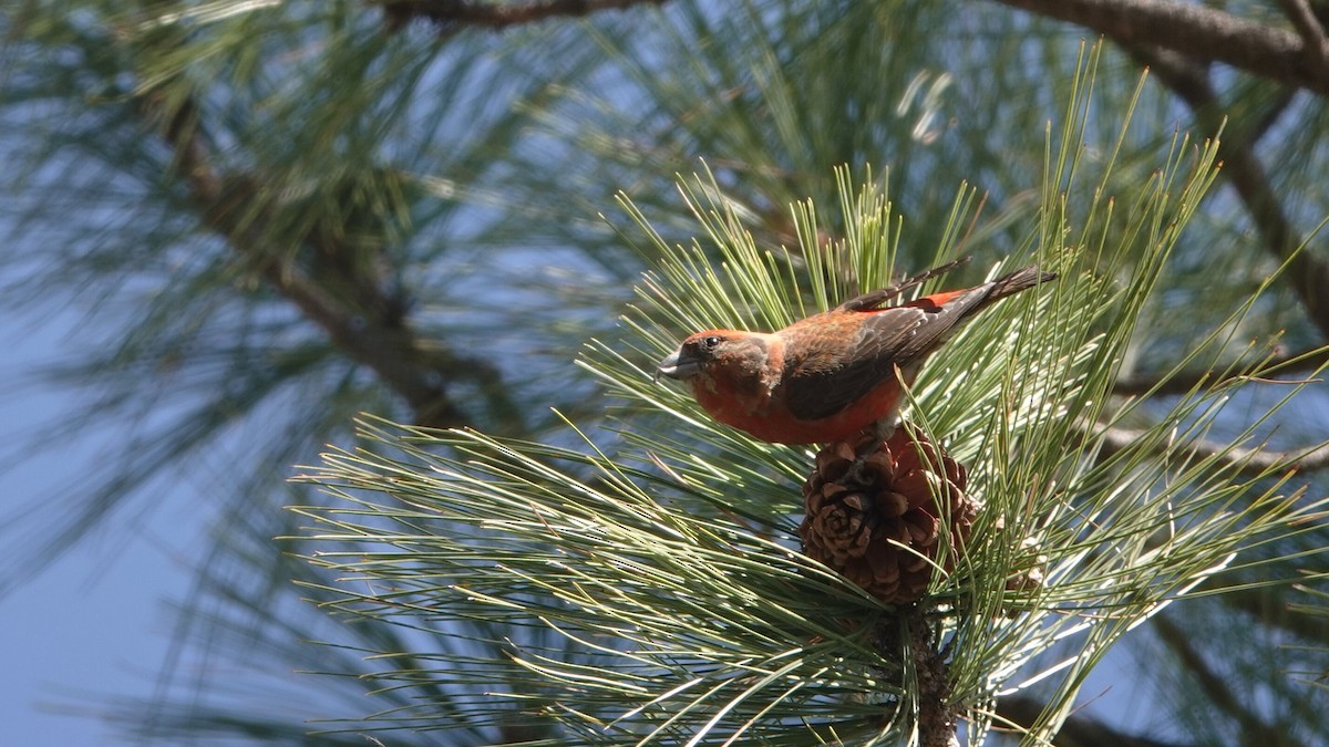 Red Crossbill - leo wexler-mann