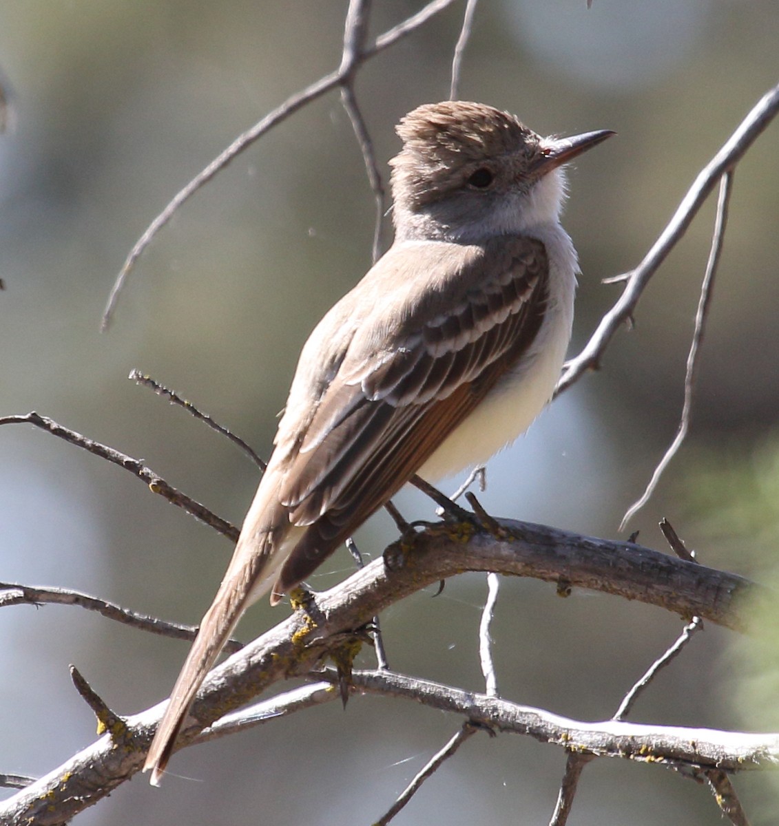 Ash-throated Flycatcher - Steve Huckabone