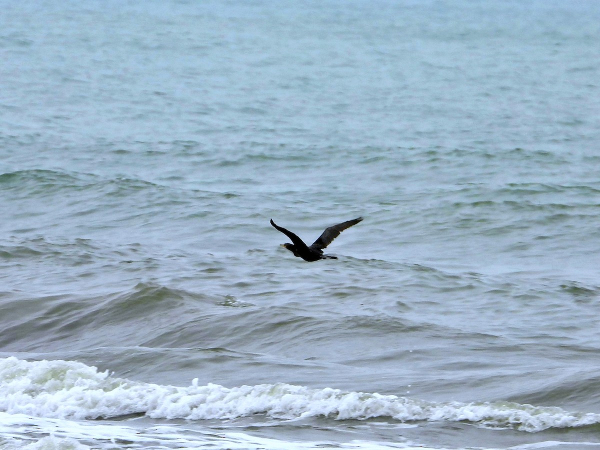 Neotropic Cormorant - Manuel Pérez R.