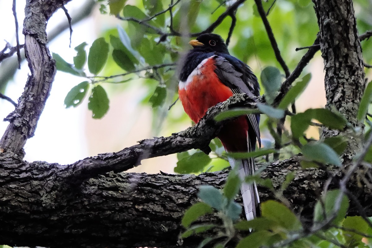 Elegant Trogon (Coppery-tailed) - Marie Ostrander