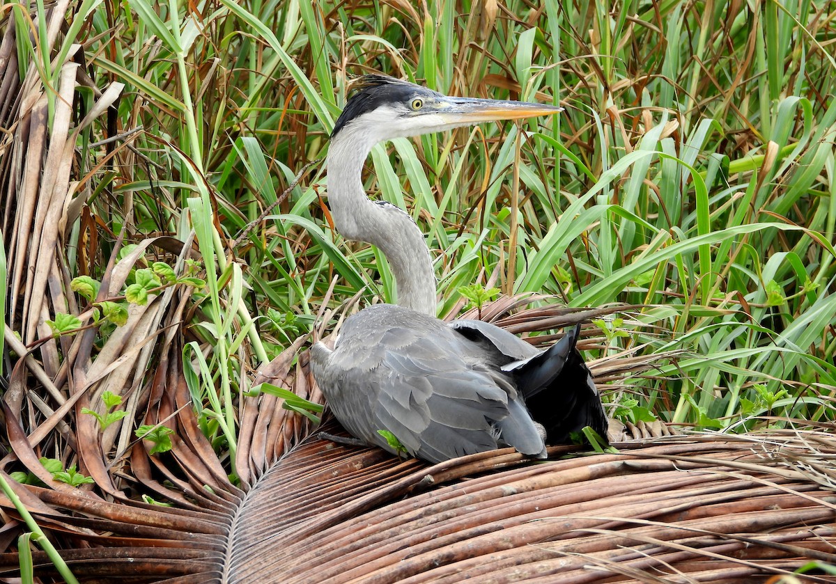 Cocoi Heron - Manuel Pérez R.