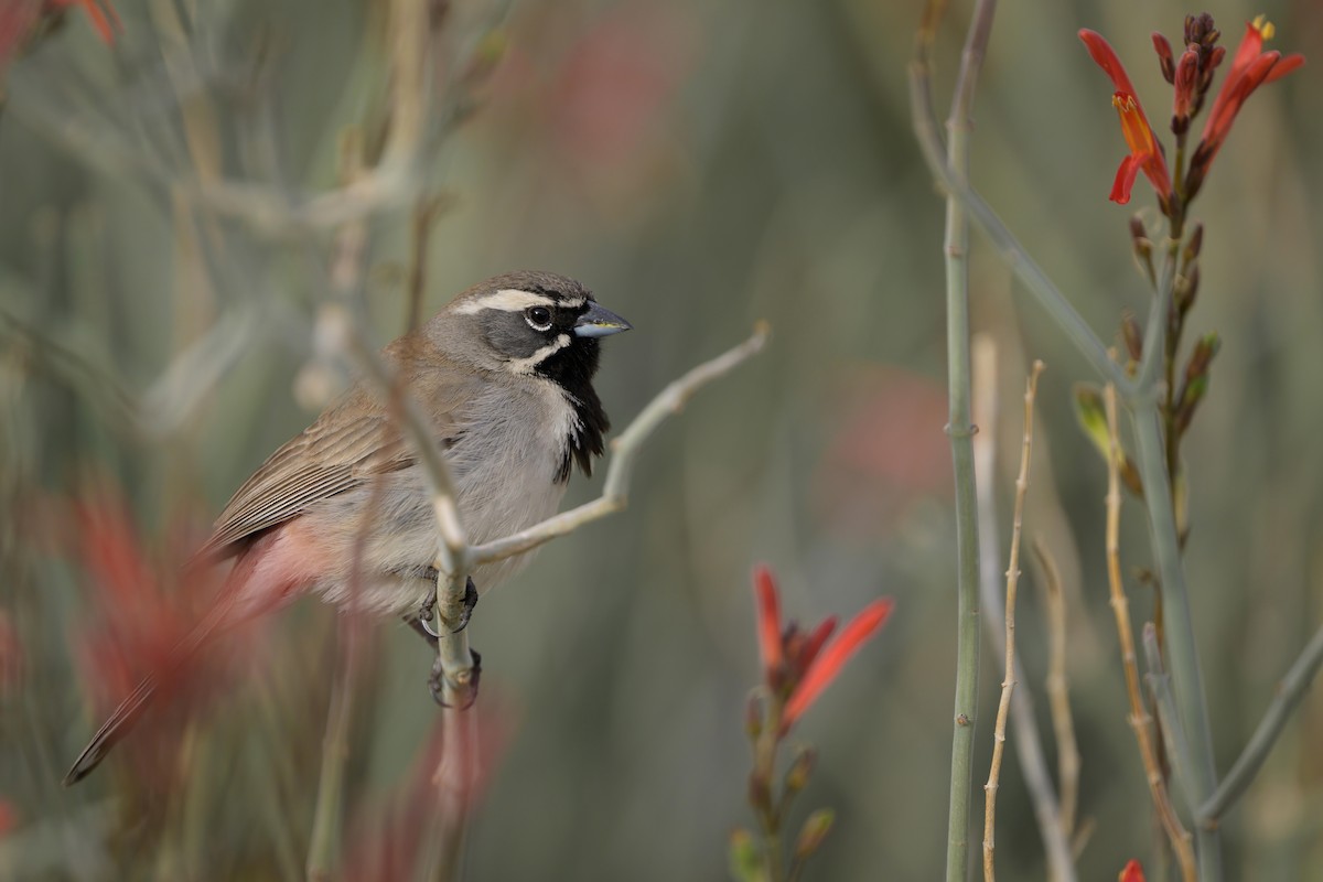 Black-throated Sparrow - Sean Crockett
