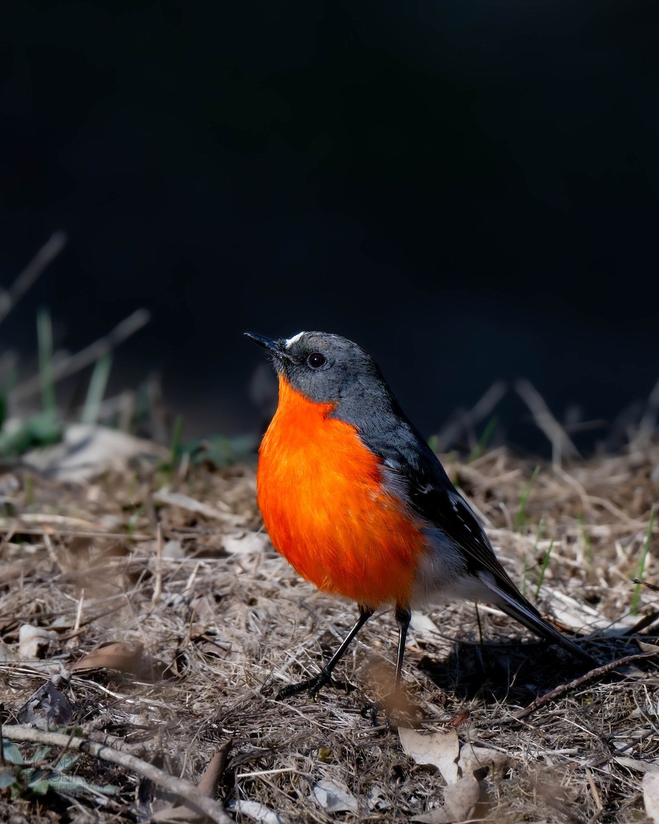 Flame Robin - ML619643771