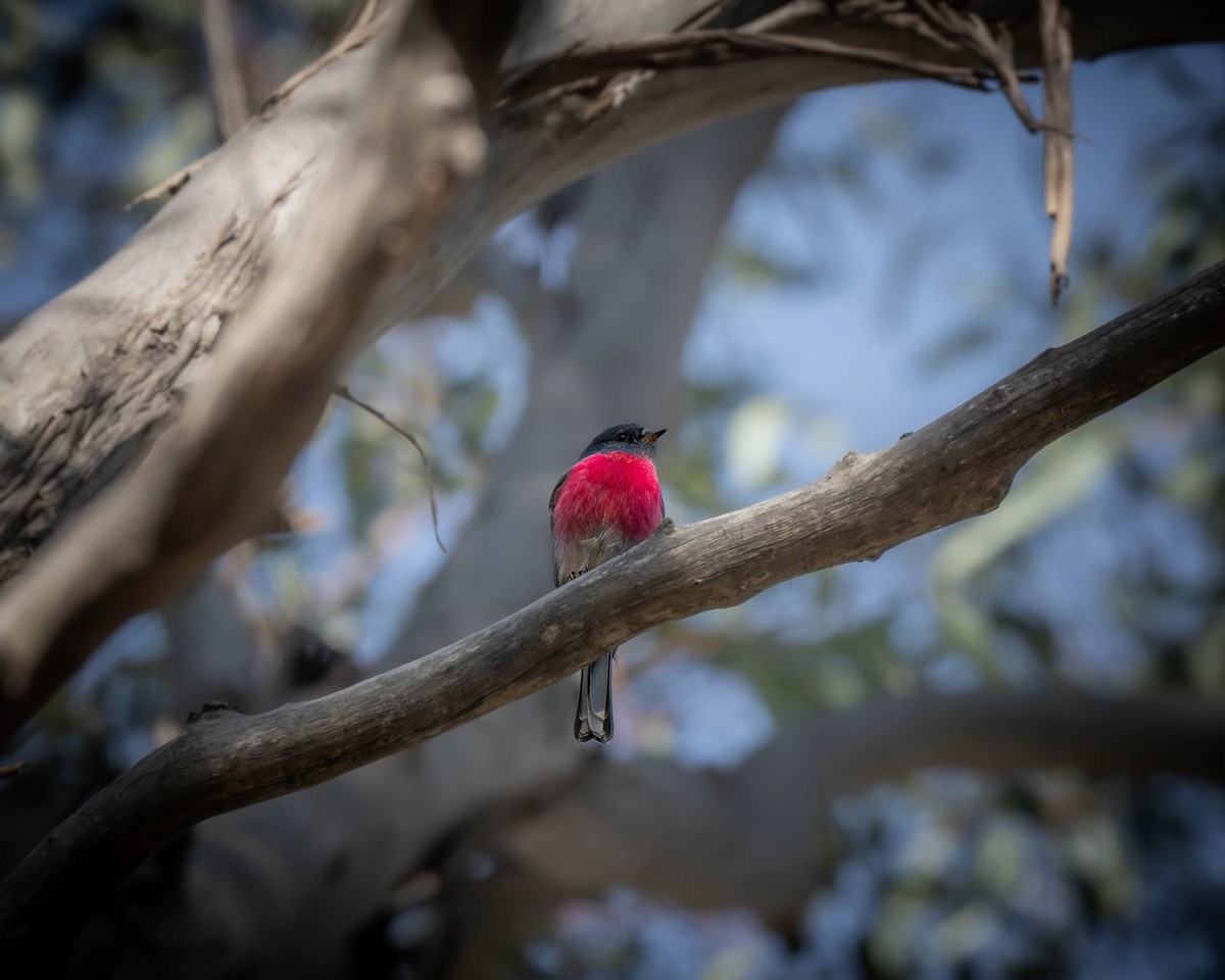 Rose Robin - ML619643774