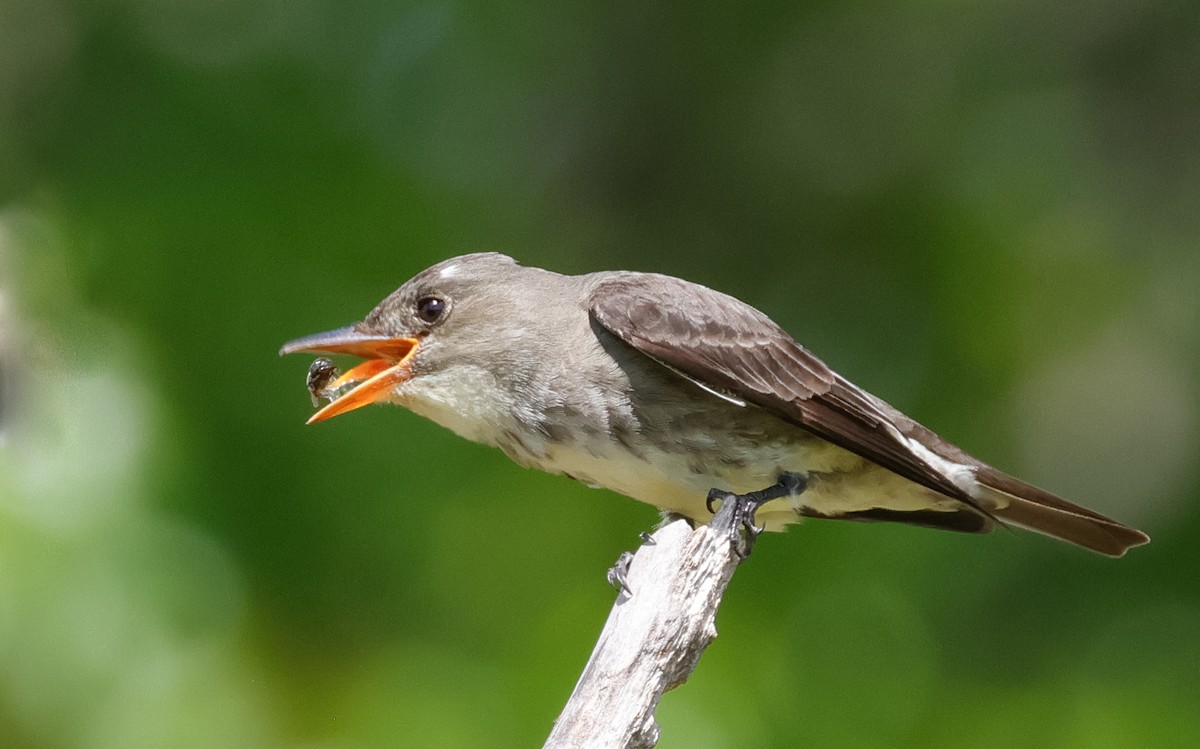 Olive-sided Flycatcher - Terry Spitzenberger