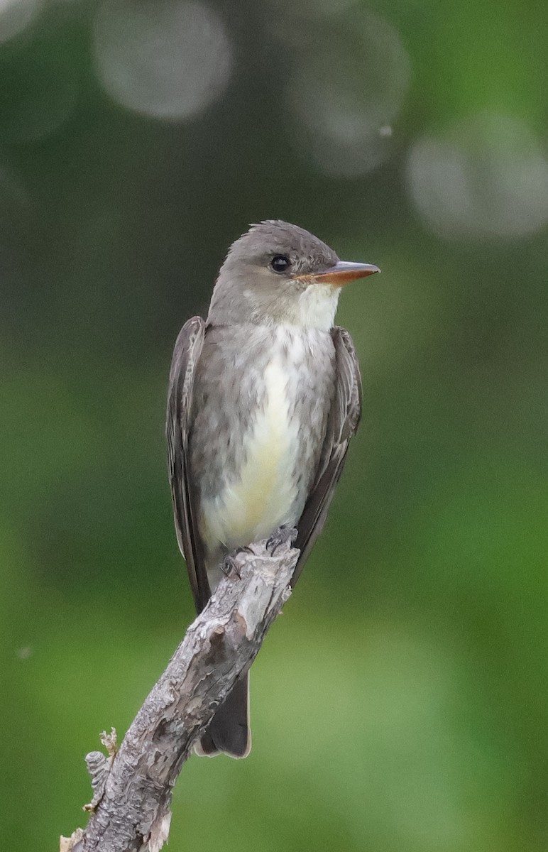 Olive-sided Flycatcher - Terry Spitzenberger