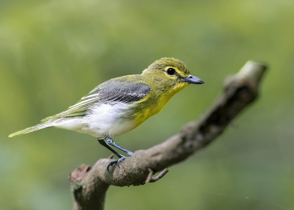 Yellow-throated Vireo - Brian Smith