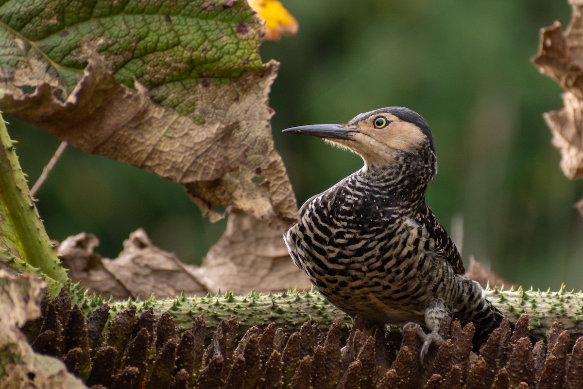 Chilean Flicker - ML619643791