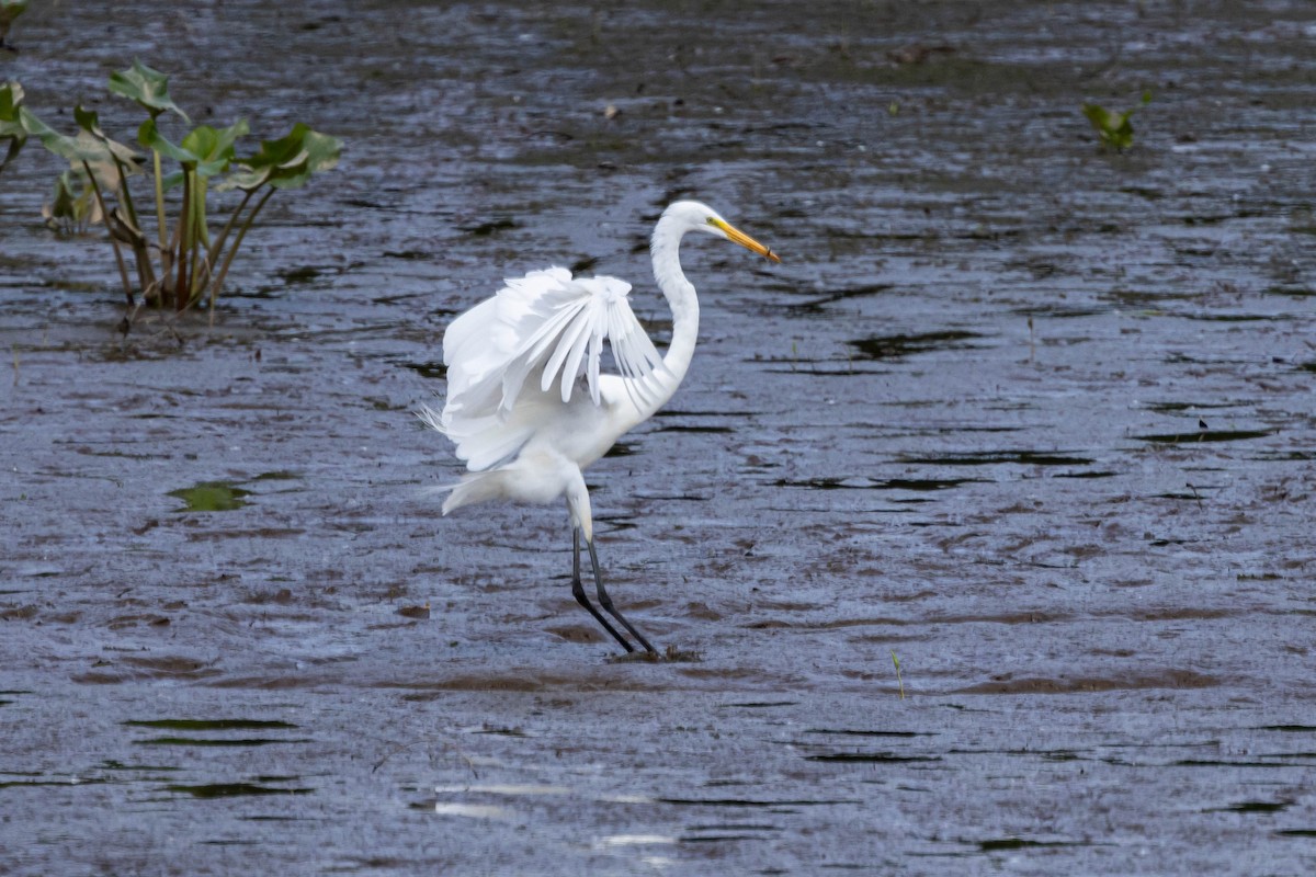 Great Egret - Alex Brent