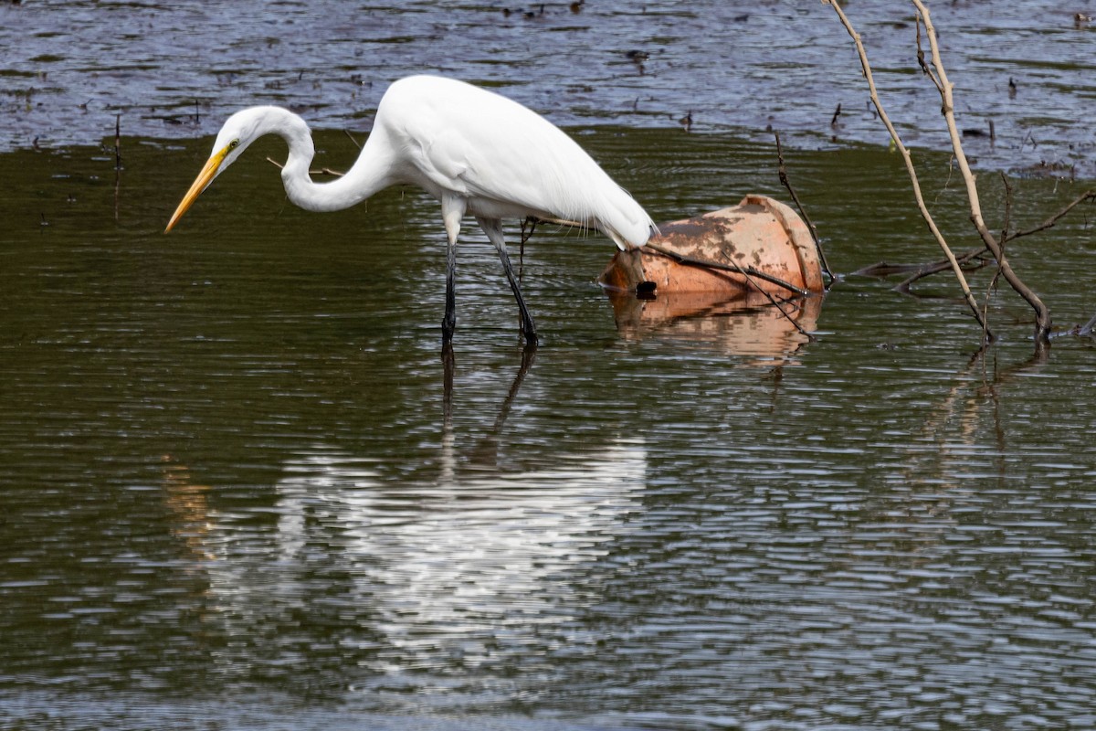 Great Egret - Alex Brent