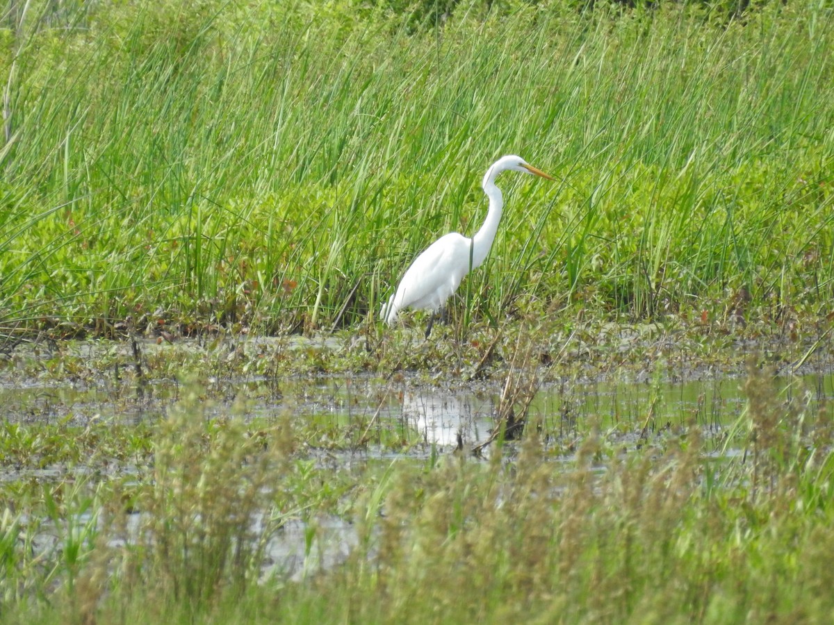 Great Egret - Russ Kopp