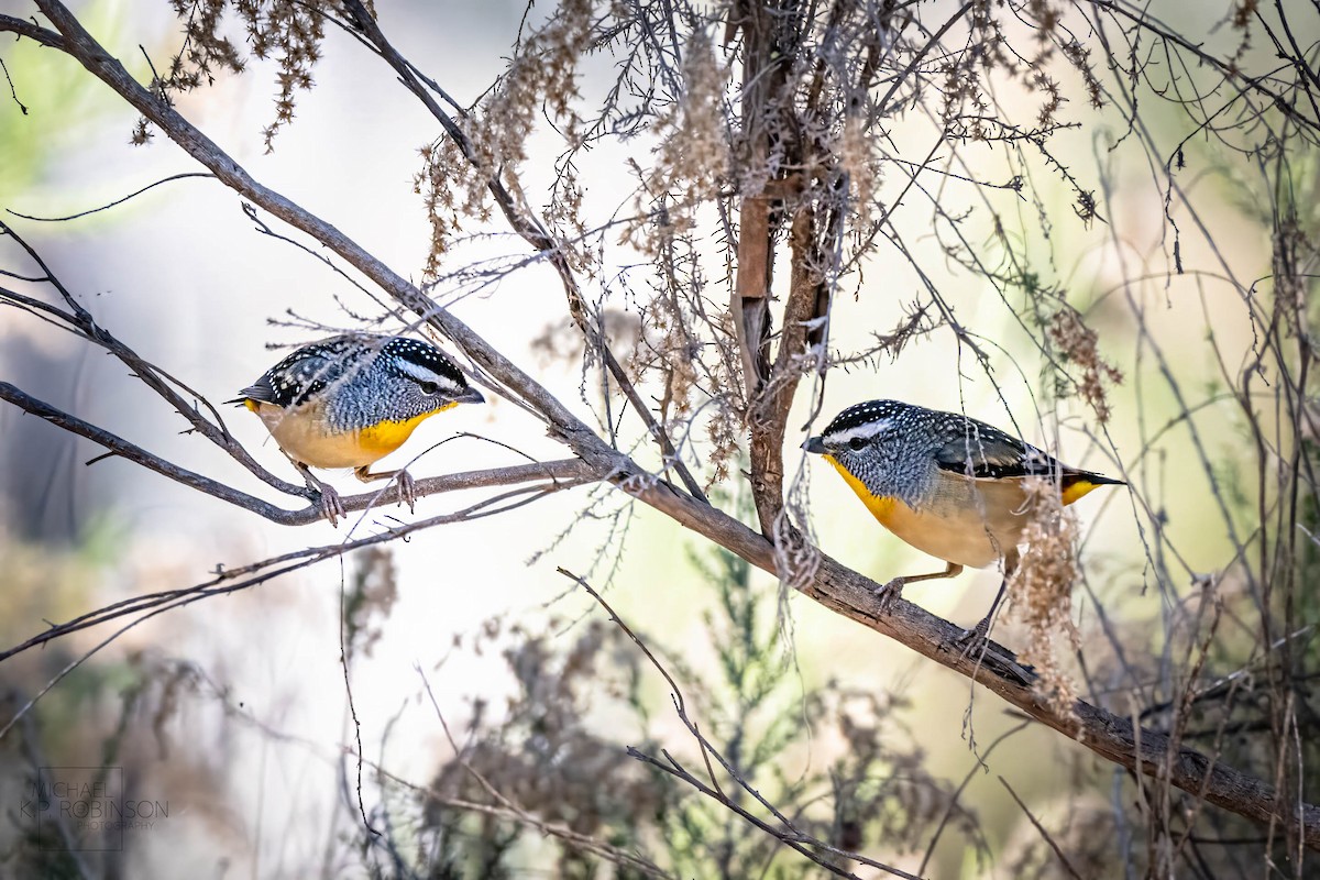 Spotted Pardalote - Michael Robinson