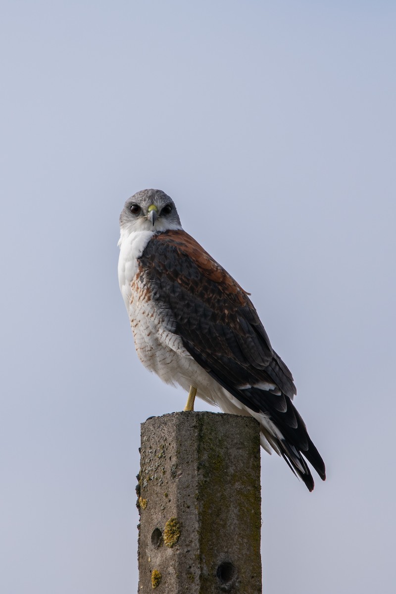 Variable Hawk - Alexis Andrea Verdugo Palma (Cachuditos Birdwatching)