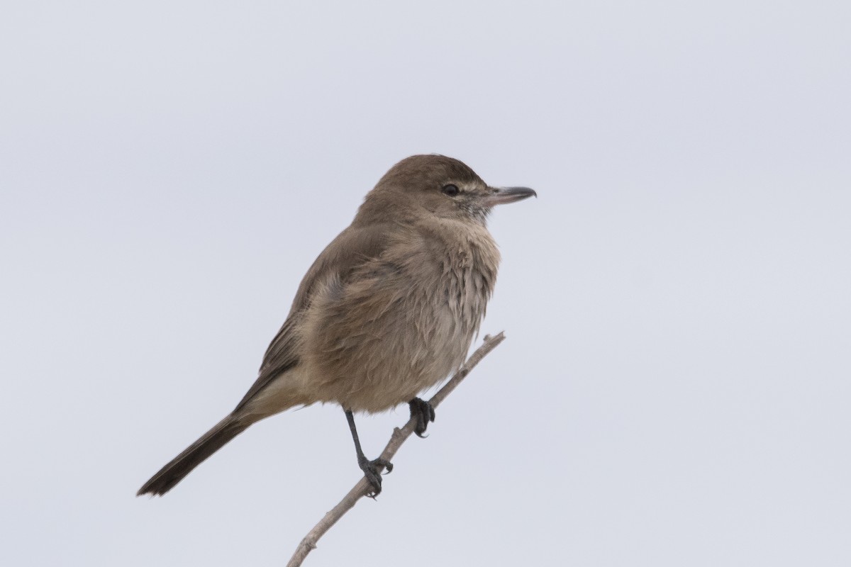 Gray-bellied Shrike-Tyrant - Claudio Martin