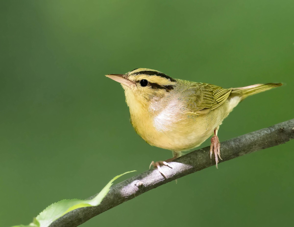 Worm-eating Warbler - Brian Smith