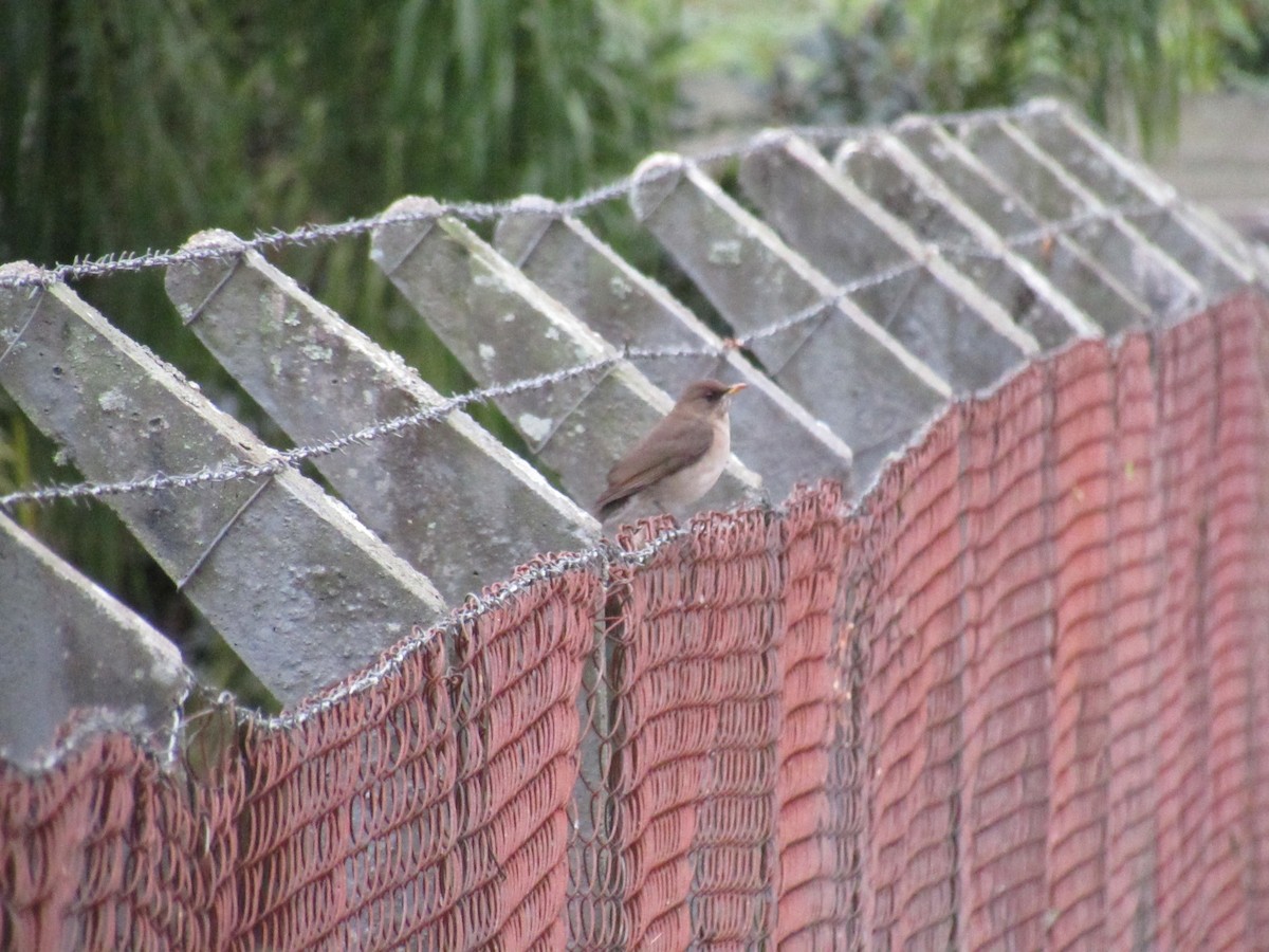 Creamy-bellied Thrush - ML619643807