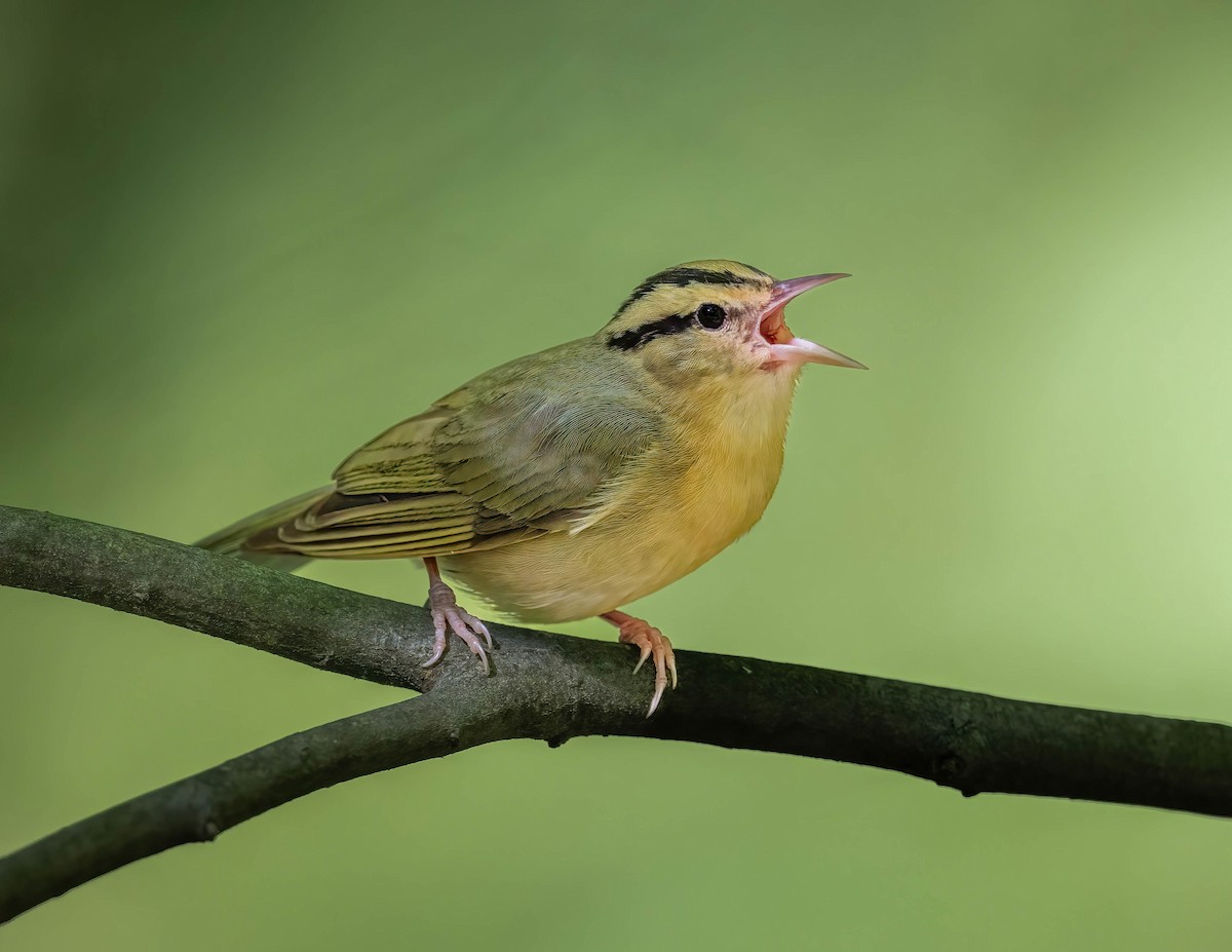 Worm-eating Warbler - Brian Smith