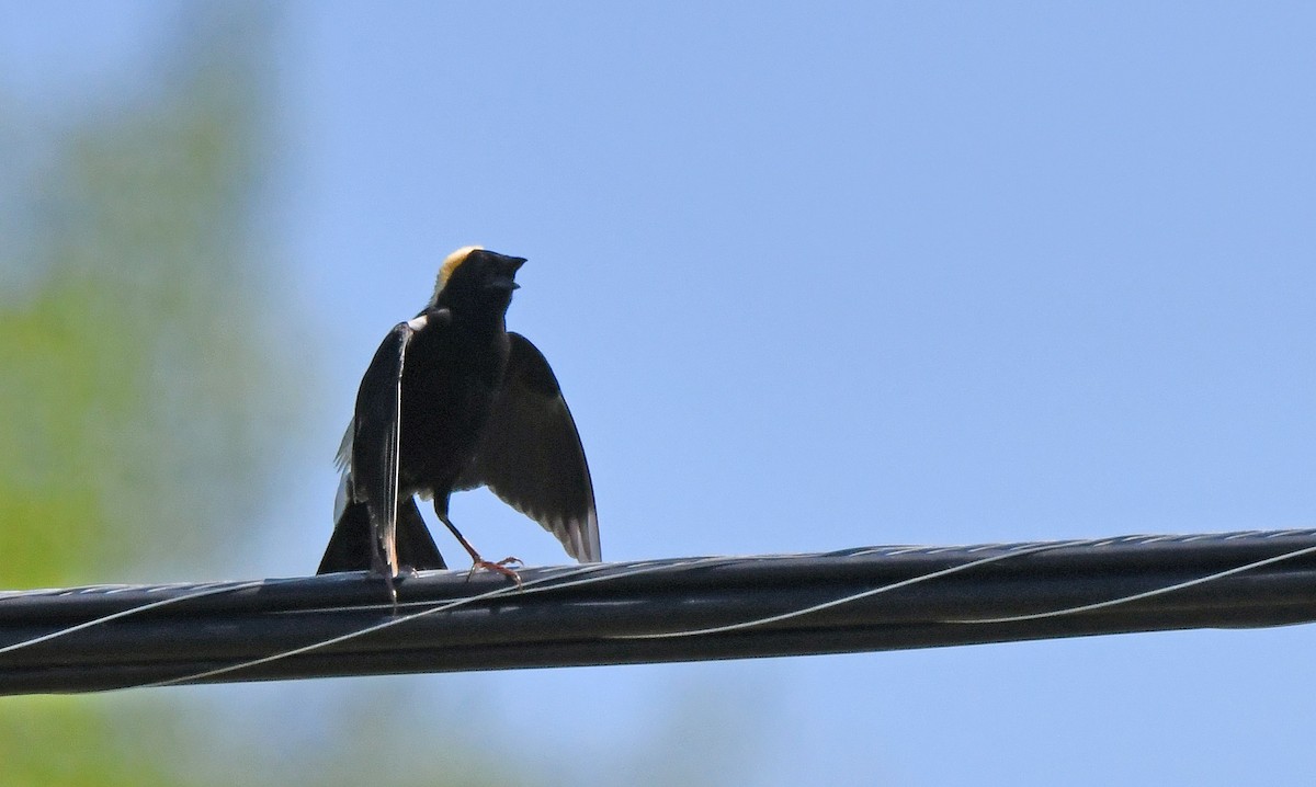 bobolink americký - ML619643817