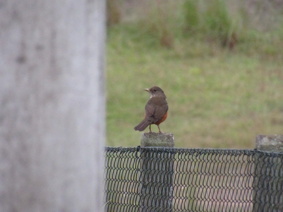 Rufous-bellied Thrush - Marcos Antônio de Souza