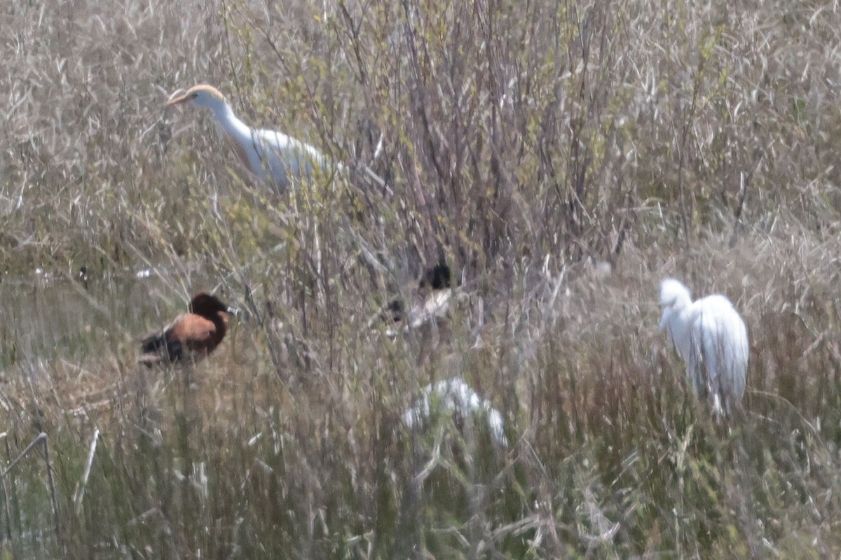 Western Cattle Egret - Margaret Sloan