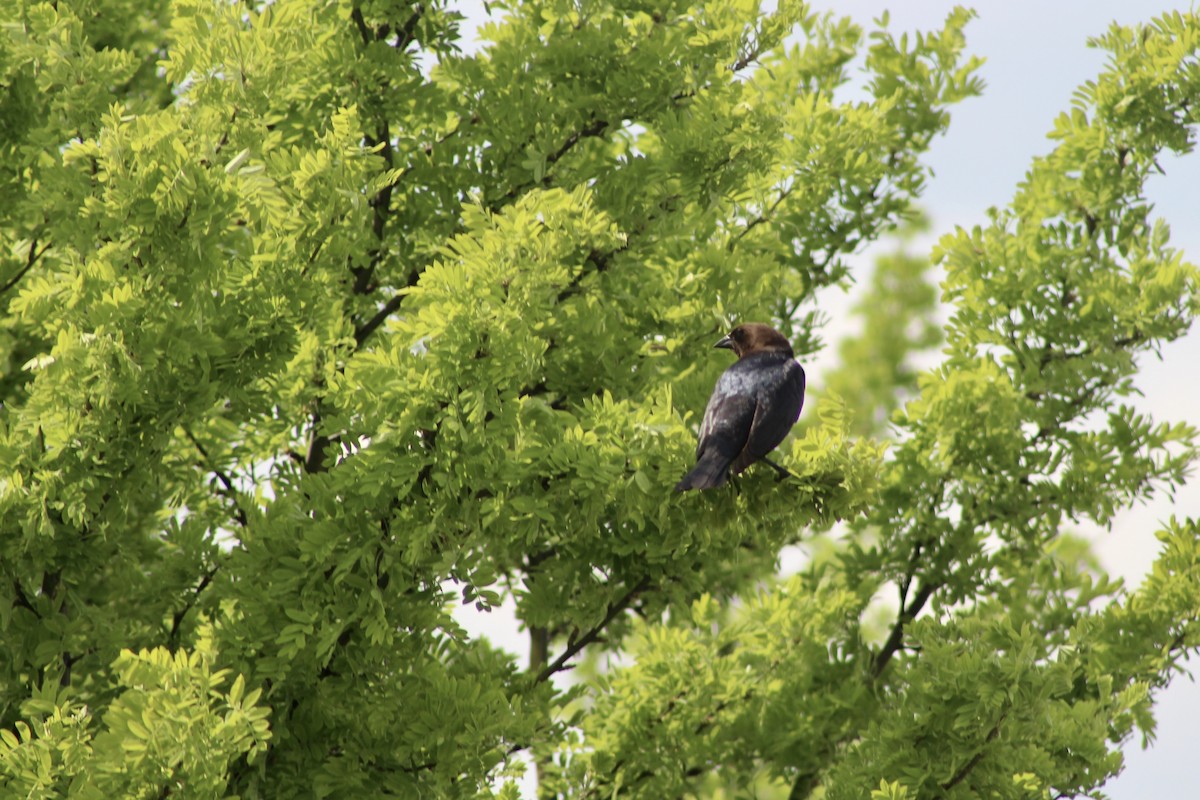 Brown-headed Cowbird - Anne R.