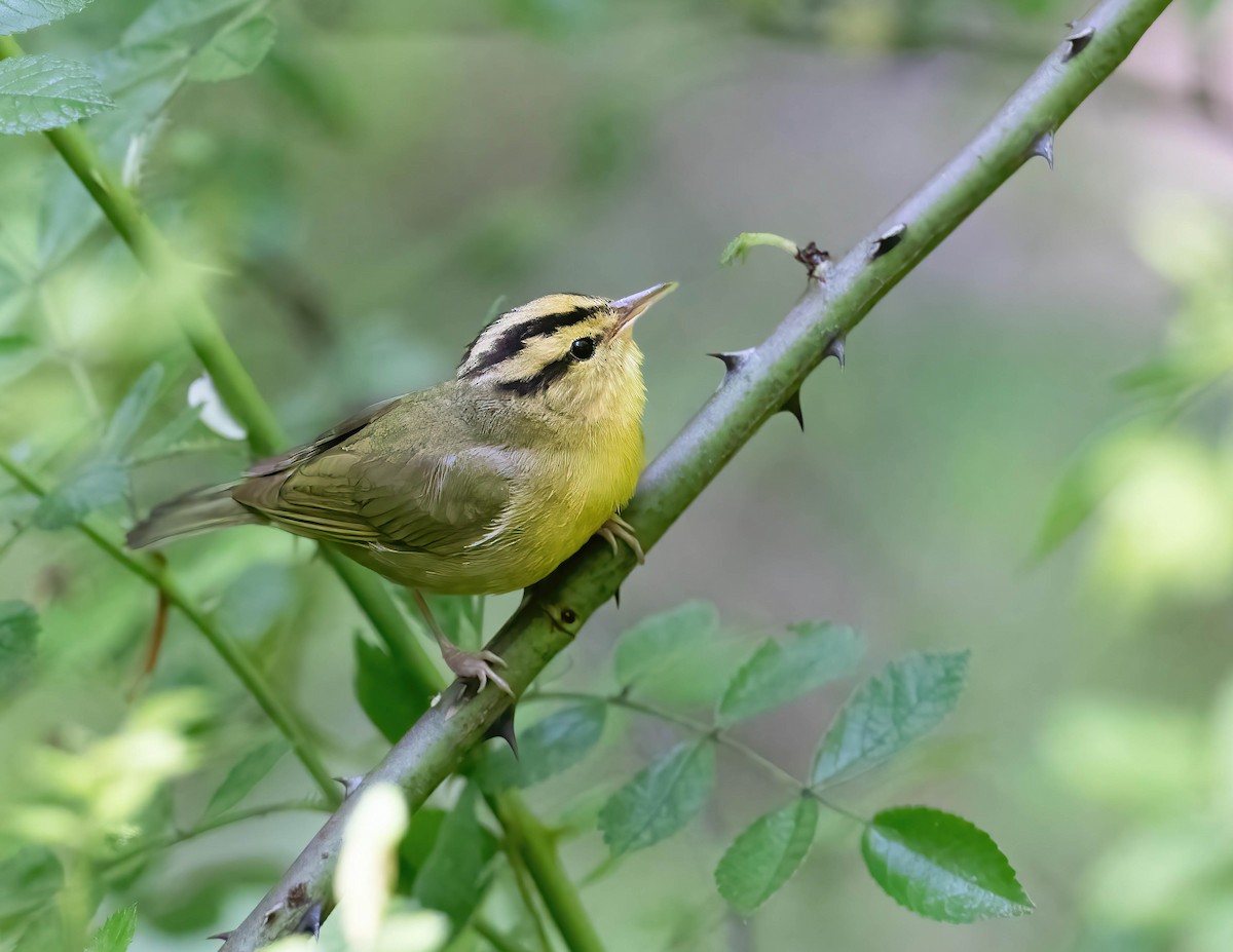 Worm-eating Warbler - Brian Smith