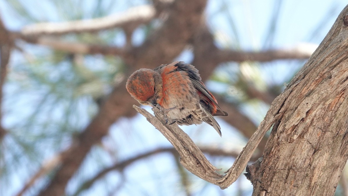 Red Crossbill - leo wexler-mann