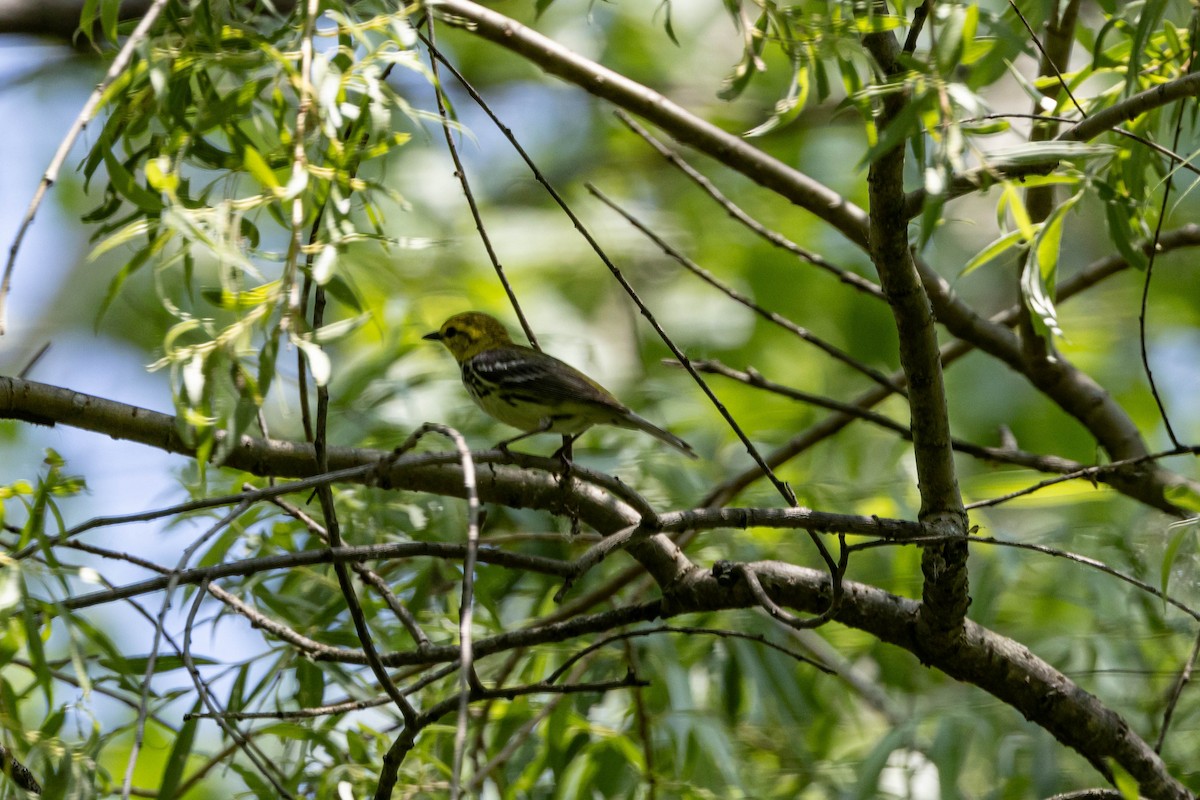 Black-throated Green Warbler - Alex Brent