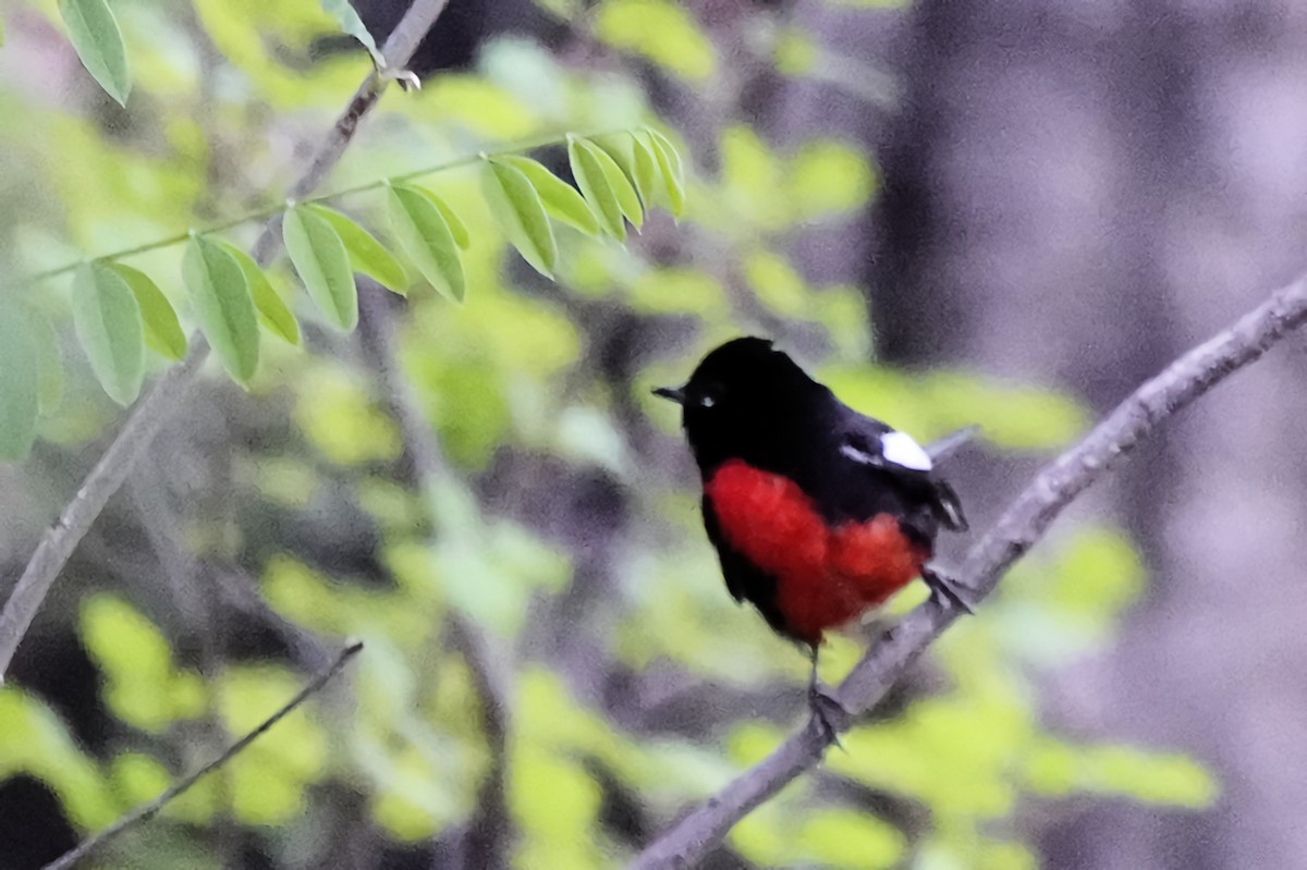 Painted Redstart - Marie Ostrander