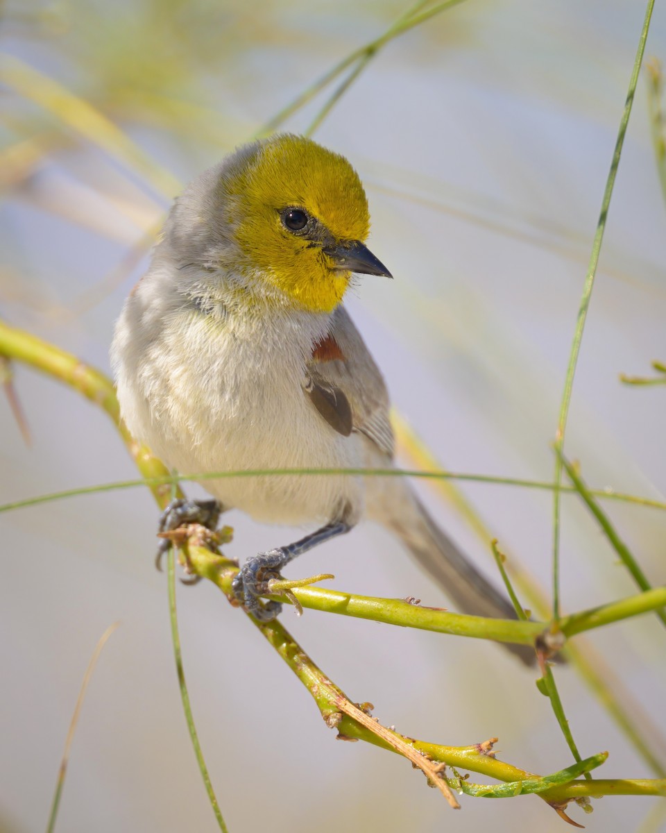 Verdin - Sean Crockett