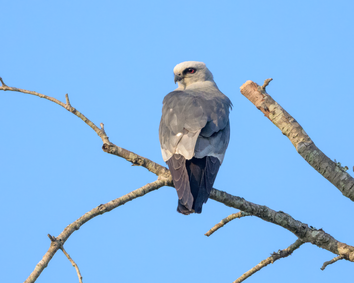 Mississippi Kite - Frank Farese