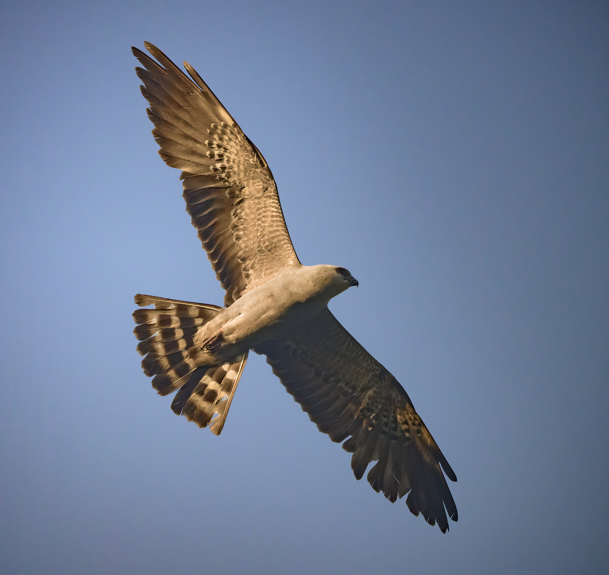 Mississippi Kite - Frank Farese