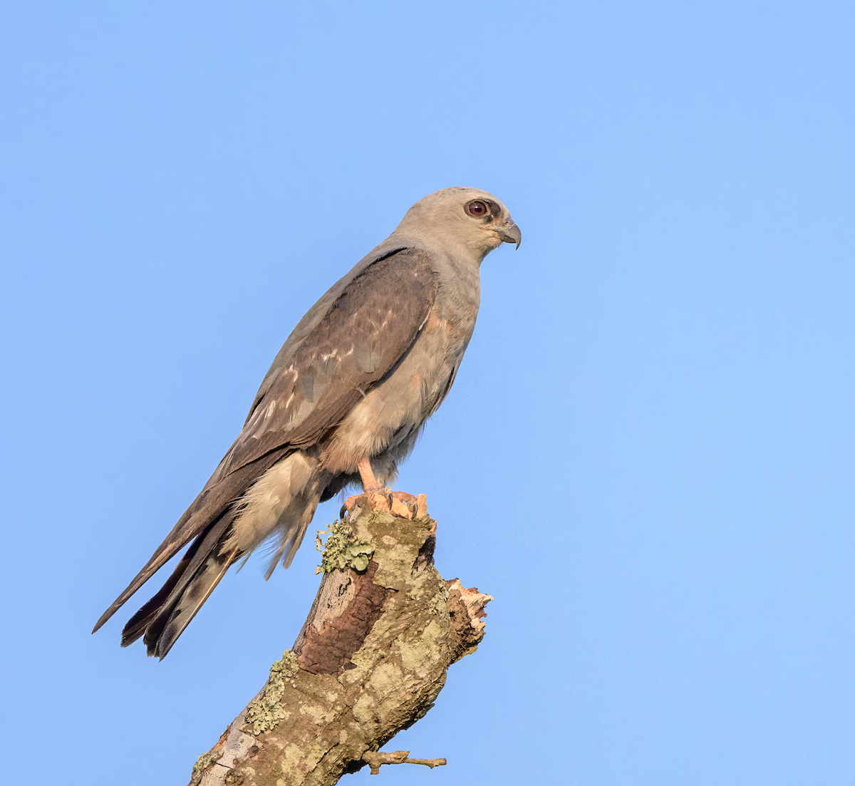 Mississippi Kite - ML619643854