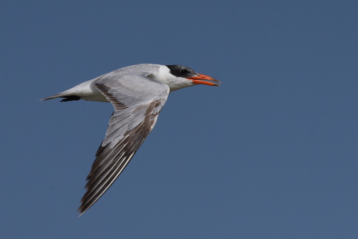 Caspian Tern - ML619643858