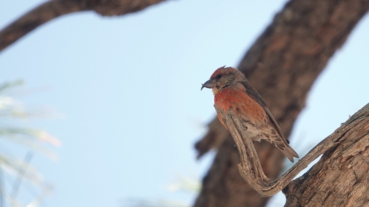 Red Crossbill - leo wexler-mann