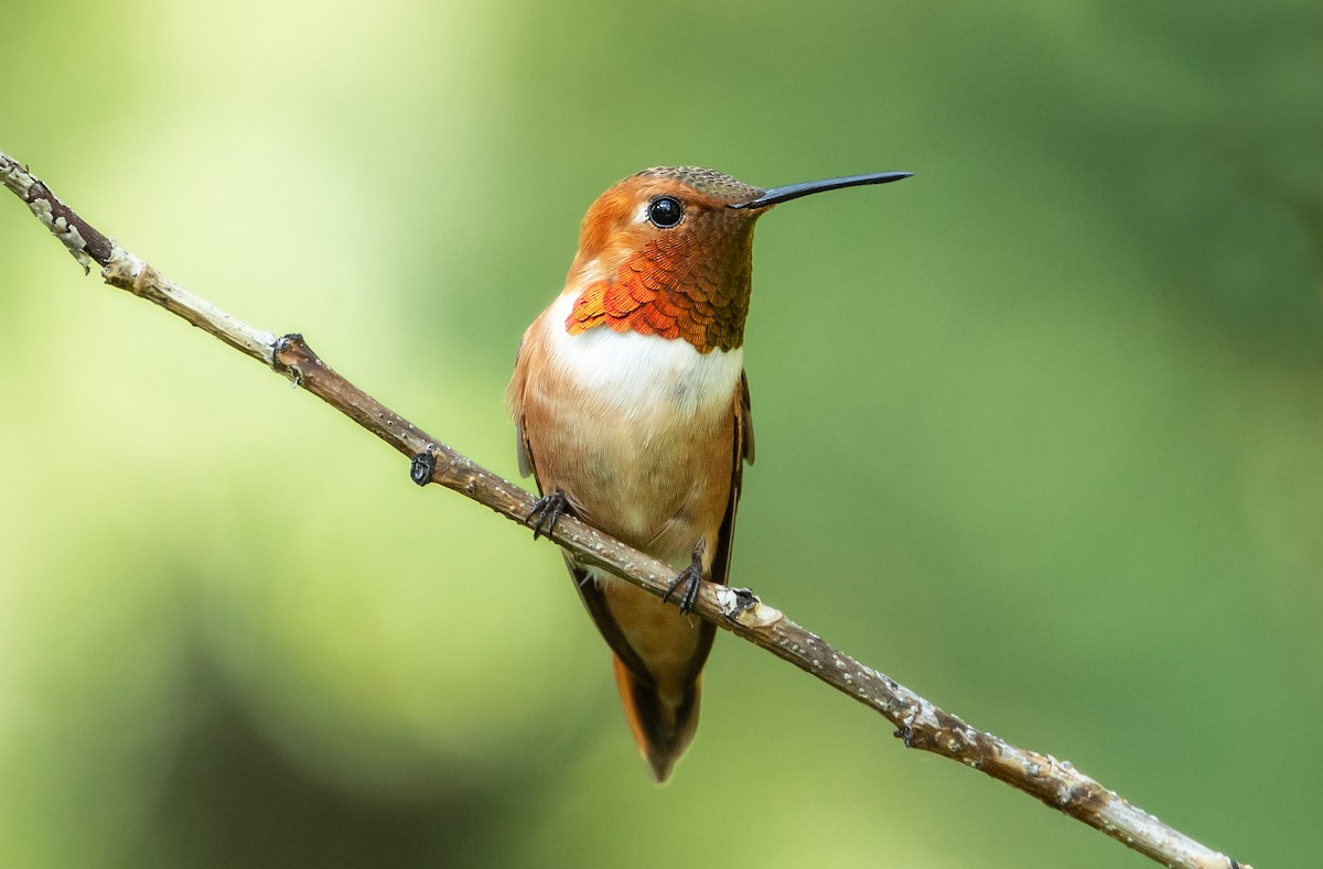 Rufous Hummingbird - ML619643873