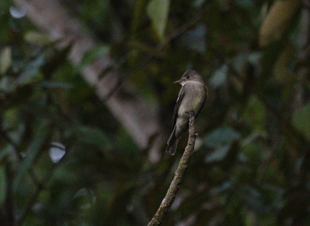 Olive-sided Flycatcher - Richard Greenhalgh