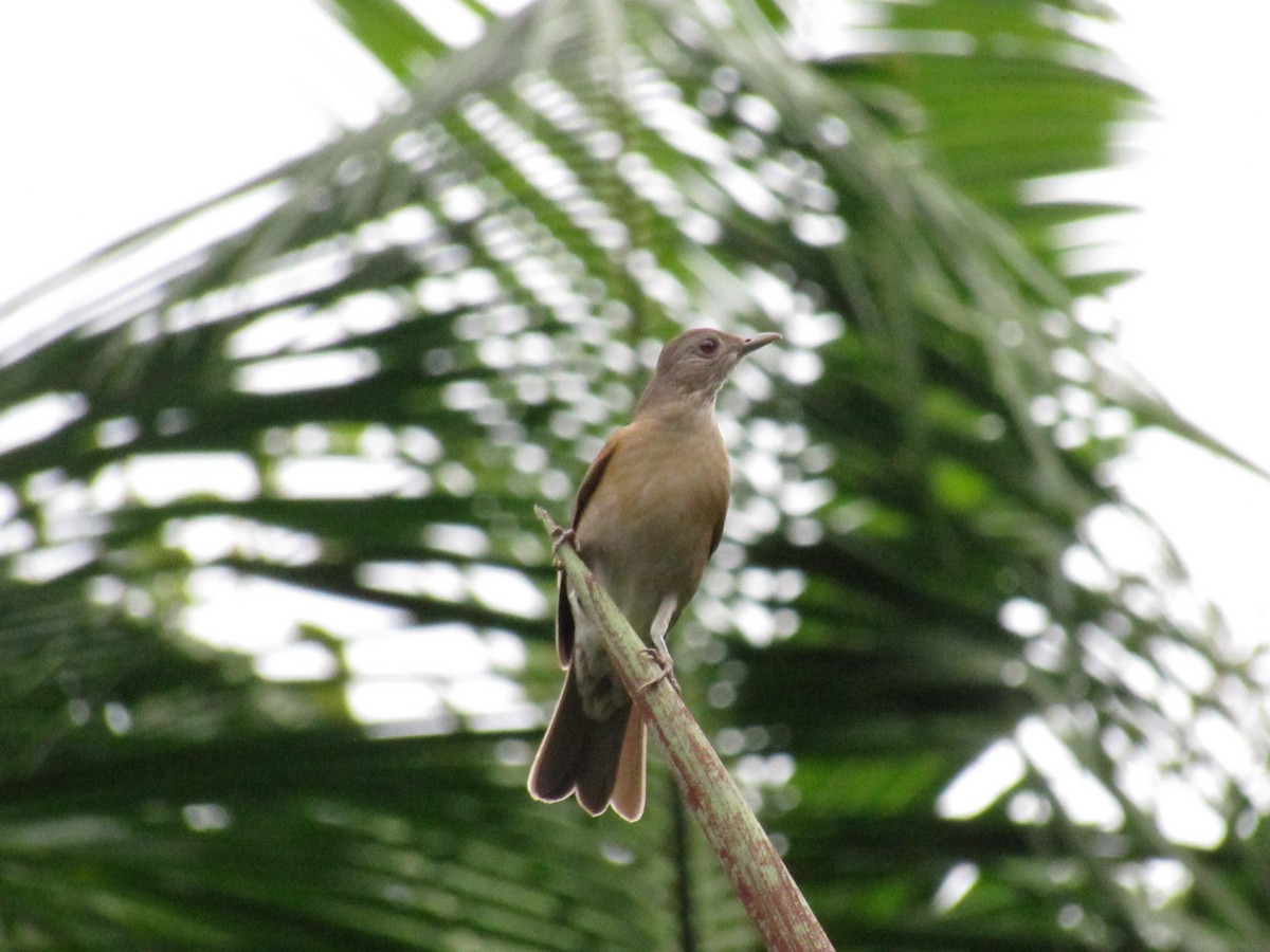 Pale-breasted Thrush - Marcos Antônio de Souza